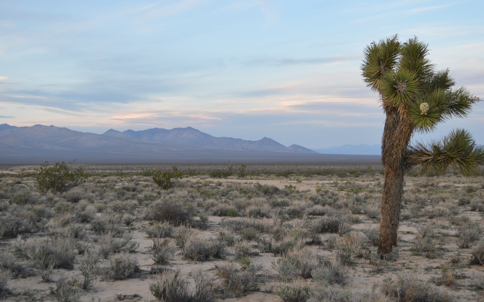 Sell Mineral Rights in California Sell Mineral Rights in California