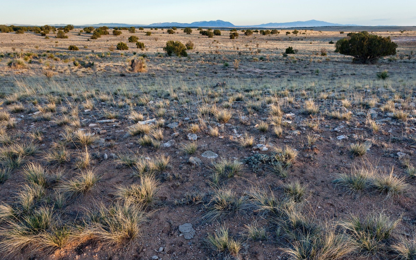 Sell Mineral Rights in New Mexico Sell Mineral Rights in New Mexico